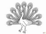 Coloring Pages Printable Peacock Peacocks Cartoon Colouring Discover sketch template