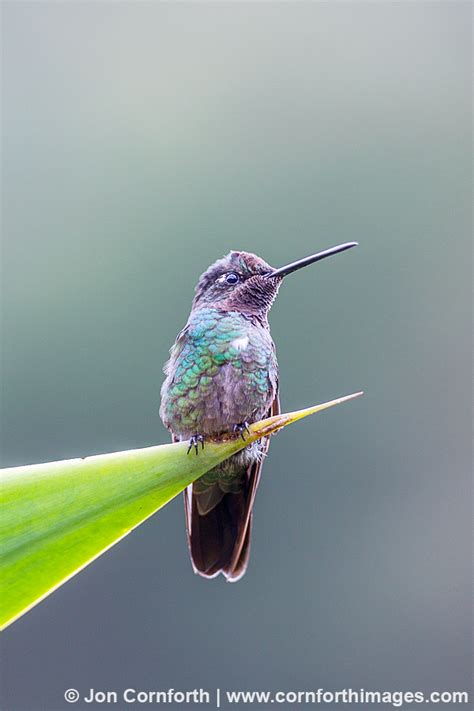 magnificent hummingbird  photo picture print cornforth images