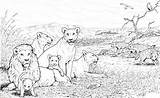 Singa Mewarnai Manada Leones Colorear Hienas Supercoloring Coloriages Hyenas Marimewarnai Album Ausmalbild Everfreecoloring Paud Hyänen sketch template