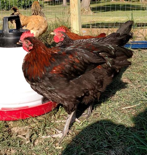Black Sex Link Hen Or Rooster Backyard Chickens