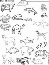 Mammals Placental Worksheets Animal sketch template