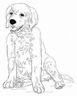Retriever Puppy Educative Educativeprintable Dogs sketch template