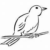 Canary Pages Coloring Bird Getcolorings Female sketch template