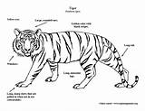 Tiger Coloring sketch template