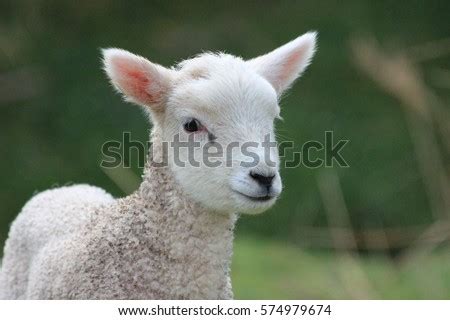 week  lamb  zealand countryside stock photo  shutterstock