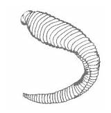 Leech Flattened Segmented Earthworm sketch template