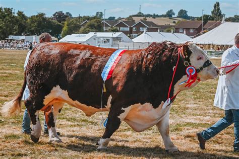 national hereford show tenbury countryside show
