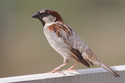 sparrow wikipedia