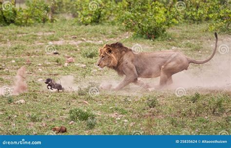 male lion chasing baby warthog stock photo image