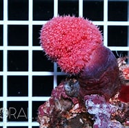 Afbeeldingsresultaten voor Umbellulifera. Grootte: 187 x 185. Bron: www.coral.zone