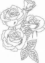 Rose Bouquet Roses Coloring Flower Color Drawing Sketch Luna Getdrawings Paintingvalley sketch template