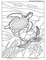 Coloring Pages Sea Turtle Animals Ocean Kids Printable Animal Colouring Seashore Sheets Book Color Books Dibujos Turtles Beach Printables Au sketch template