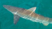 Afbeeldingsresultaten voor "carcharhinus Brachyurus". Grootte: 178 x 100. Bron: www.meerwasser-lexikon.de