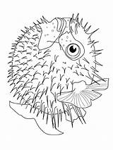 Vissen Kleurplaten Pesce Fisch Malvorlage Dieren Animali Poissons Palla Pez Ikan Mewarnai Animasi Pesci Bewegende Bergerak Puffer Fische Animaties Gify sketch template