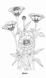 Coloring Flower Botanical Illustration Drawing Etsy sketch template