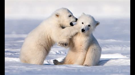 adorably cute polar bear cubs  sledging youtube