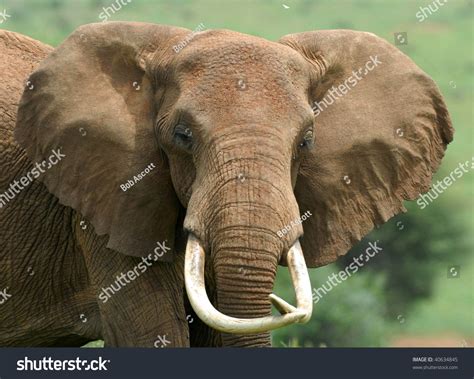 elephant head  stock photo  shutterstock