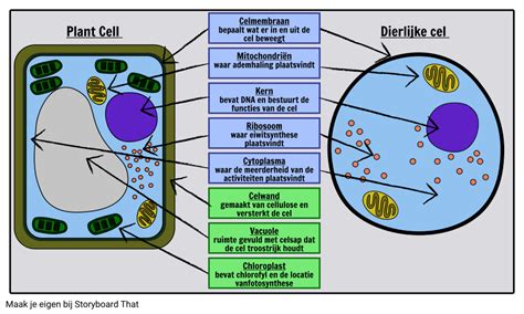 plantaardige en dierlijke cellen storyboard  nl examples