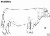 Coloring Cattle Charolais Livestock Breed Beefmaster Judging Courses Bison sketch template