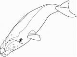 Whale Coloring Right Gray Pages Template Drawings Animals Sketch Templates sketch template