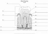 Tooth Anatomy Worksheets Teeth Diagram Unlabeled Worksheet Dental Labeling Parts Assistant Label Class Worksheeto Coloring Via Terminology Health Choose Board sketch template