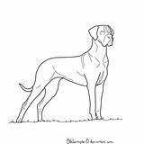 Dane Dogs Pitbull sketch template