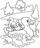 Coloring Duck Ducklings Pages Lake Cute Ducks Children Fun Kids Animals sketch template