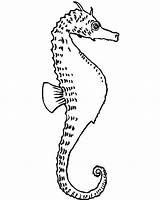 Seahorse Dorsal Fin Coloring Its Back sketch template
