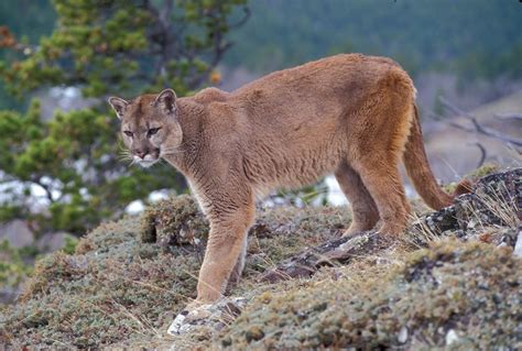 puma large cat species habitat diet britannica