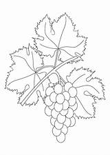 Coloring Grape Grapevine Leaf Vine sketch template