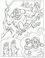 Coloring Pages Orangutan Chimpanzee Drawing Jane Goodall Wildlife Printable Habitat Forest Color Animal Kids Coloringbay Getcolorings Comments Coloringhome Popular Getdrawings sketch template