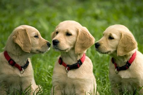golden retriever puppies wallpaper retrieving independence