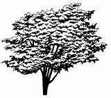 Elm Tree Coloring Designlooter American sketch template