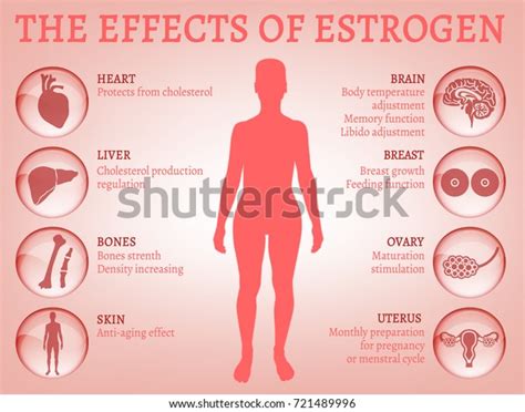Estrogen Effects Infographic Image Isolated On Stock Vector Royalty