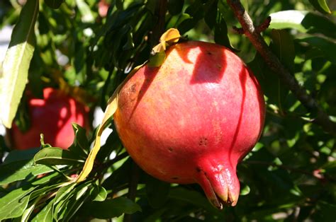 pomegranate walter reeves  georgia gardener