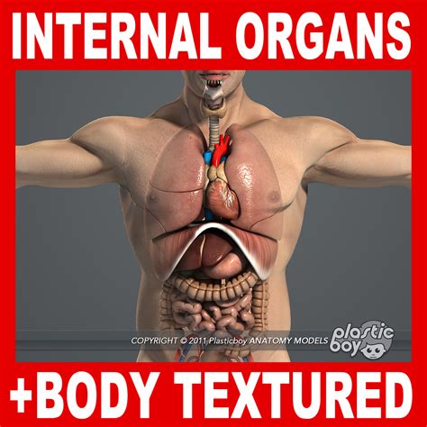 model human male body internal organs