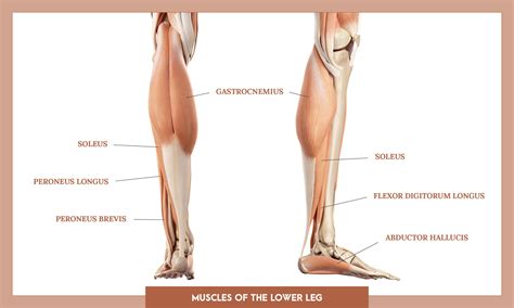 limb musclesx origin insertion action   vrogueco