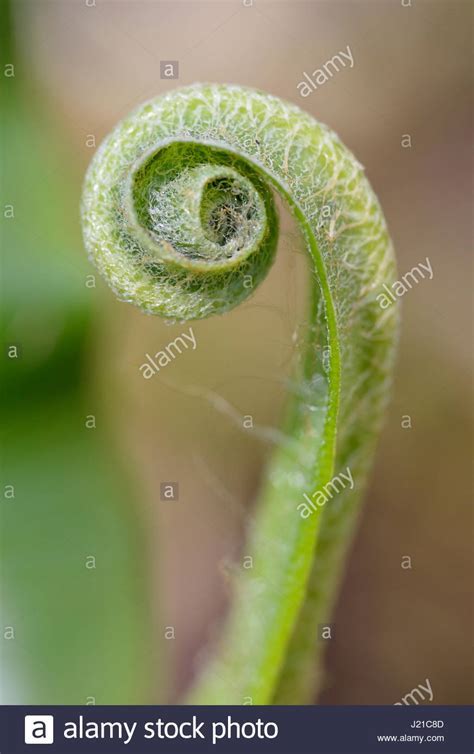 Coiled Spring Stock Photos & Coiled Spring Stock Images  