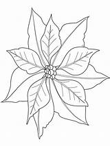 Poinsettia Coloring Flower Pages Drawing Printable Kids Color Getdrawings sketch template