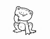 Frog Little Coloring Coloringcrew sketch template