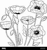 Amapolas Coquelicots Poppies Mohnblumen Colorazione Papaveri ähnliche Stockbilder Stockfoto Alamyimages Sauver sketch template