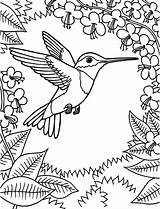 Hummingbird Hummingbirds Bestcoloringpagesforkids Getcoloringpages Nectar sketch template