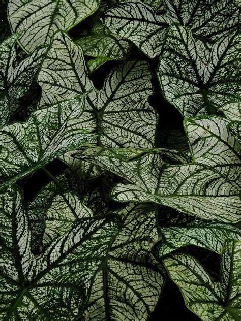 leaves   plant  image  albert snap  pixahivecom