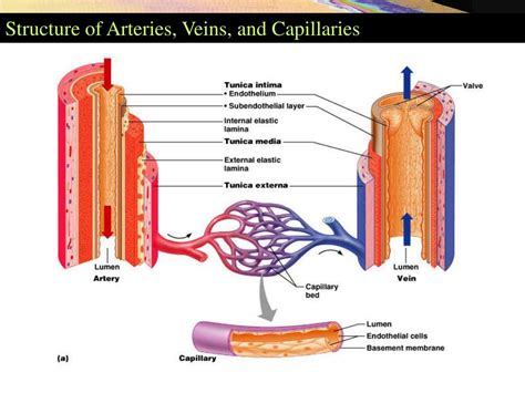 structure  blood vessels powerpoint  id