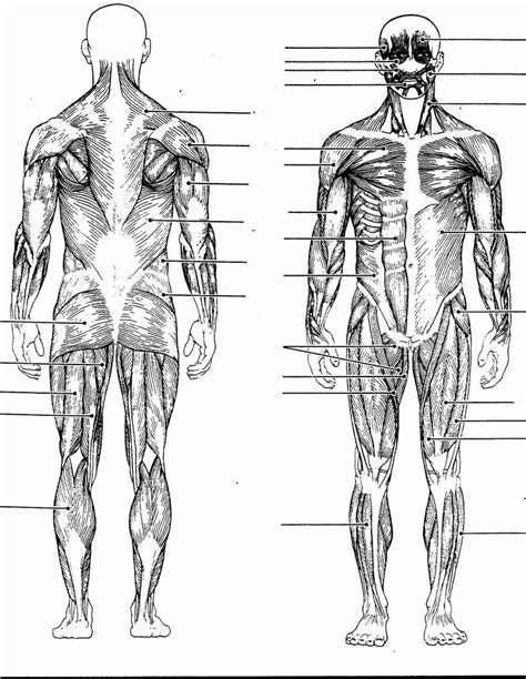 blank muscular anatomy chart