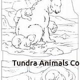 Tundra Animals Drawing Coloring Getdrawings sketch template