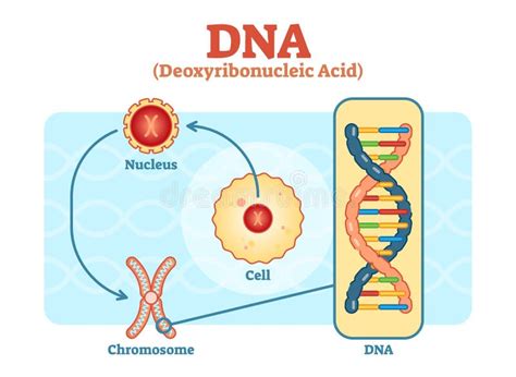 Cell Nucleus Chromosome Dna Medical Vector Diagram Stock Vector