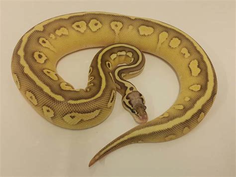 harlequin lesser super pastel morph list world  ball pythons