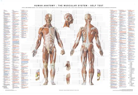 anatomy poster posters cards gifts studio furnishings store