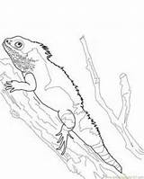 Coloring Pages Tuatara Lizard Printable Water Online Color Kids Reptile sketch template